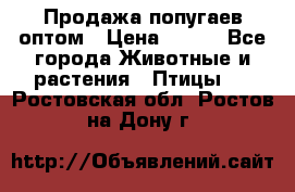 Продажа попугаев оптом › Цена ­ 500 - Все города Животные и растения » Птицы   . Ростовская обл.,Ростов-на-Дону г.